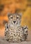 One adult cheetah vertical portrait looking straight at camera with orange background in Kruger Park South Africa