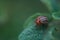 One adult colorado beetle sitting on a young green foliage of a potato, spring, closeup