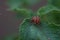 One adult colorado beetle sitting on a young green foliage of a potato, spring, closeup