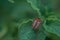 One adult colorado beetle sitting on a young green foliage of a potato, spring, closeup