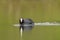 one adult coot (Fulica atra) swims on a reflecting lake