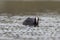 one adult coot (Fulica atra) swims on a reflecting lake