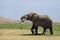 One adult elephant with big tusks feeding in open plains of Amboseli Kenya