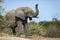 One adult elephant bull with raised trunk in Chobe National Park Botswana