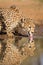 One adult female Cheetah drinking water Kruger Park South Africa