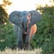 One adult female elephant looking alert in Savuti Botswana