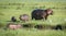 One adult female hippo with her three baby hippos eating grass out of water in Amboseli Kenya