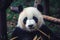 One adult giant panda eating a bamboo stick in close up portrait