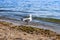 One adult great black-backed gull stands in the water of Black Sea in the Kherson region Ukraine. Seabird drinks water against