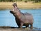 One adult hippo out of water yawning showing aggression in Khwai Botswana