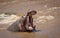 One adult hippo standing in Mara River showing aggressive behavior yawning with mouth open in Kenya`s Masai Mara