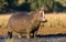 One adult hippo standing in mud out of water with his mouth open in Chobe River Botswana