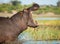 One adult hippo yawning standing in water in Chobe River Botswana