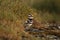 One adult Killdeer shorebird and a baby in rocky grass