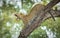 One adult leopard stretching and yawning while in tree in Khwai Botswana