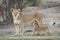 One adult Lioness standing while her cub is suckling Ndutu Tanzania