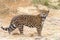 One adult male jaguar standing in drought parched brown dry grass