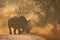 One adult male rhino walking on the road in golden morning light in Kruger Park South Africa