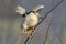 One adult night heron sits on a branch