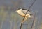 One adult night heron sits on a branch