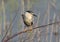 One adult night heron sits on a branch