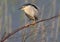 One adult night heron sleeps after a long flight on a branch