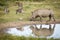 One adult rhino walking by a pool of water with three zebra grazing in Kruger Park South Africa