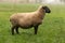 One adult sheep animal stands in autumn on a pasture in side view