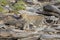 One adult single leopard walking on big rocks near river in Masai Mara Kenya