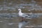 One adult slender-billed gull