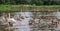 One adult white swan and four young gray swans swim on the lake with ducks