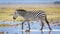 One adult zebra full body side view walking through water in Amboseli National Park Kenya