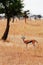 One African Gazelle in grass meadow of Serengeti Savanna - African Tanzania Safari trip