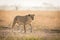 One African Lioness hunting in the Serengeti, Tanzania