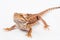 One agama bearded on the white background