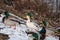 One albino female mallard duck among the usual mallard ducks on the snow