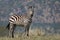 One alert adult Zebra standing in the Serengeti Tanzania