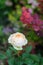 One Alexandrine rose flower, Belle Romantica, next to a red barberry on a dark blurred background. Plant theme