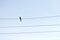 One alone bird on wire