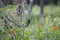 One of the amazing species of bulbul with a comb on top. Red vented bird has perched on a small bushy plant with flowers