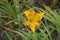 One amber yellow flower of Hemerocallis fulva in July