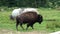 One american buffalo bison walking
