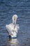 One American white Pelican in the water