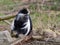 One angola colobus sit on the branch