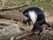 One angola colobus stand and hold leaf