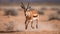 One animal in the wilderness, a springbok, running on the savannah generated by AI