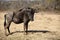 One of the antelopes that are part of the African savannah fauna of the Pilanesberg National Park in South Africa