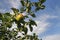 One apple growing on an apple tree