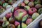 One apple magnified with a magnifying glass among the other apples in the crate