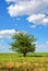 One apple tree on grass meadow, cloudy sunny sky